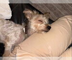 Small #3 Maltese Mix