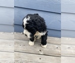 Small Photo #4 Bernedoodle Puppy For Sale in YACOLT, WA, USA