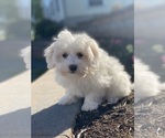 Small #1 Coton de Tulear