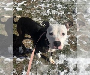 American Pit Bull Terrier-Unknown Mix Dogs for adoption in Center Township, PA, USA