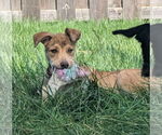 Small #4 Catahoula Leopard Dog