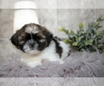 Small Photo #7 Shih Tzu Puppy For Sale in CLARE, MI, USA