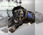 Litter of 4 - Male(s) and Female(s) Schnauzer (Miniature)Litter of Puppies for Sale - Photo #10