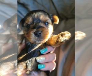 Yorkshire Terrier Puppy for sale in LINCOLN CITY, OR, USA