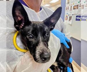 Chihuahua Dogs for adoption in Conroe, TX, USA