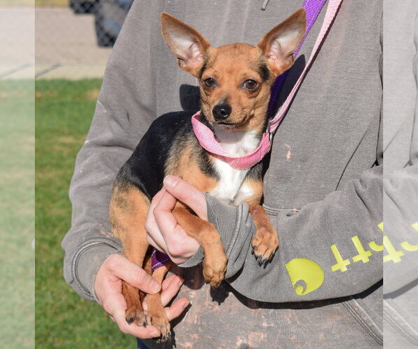 Medium Photo #3 Chipin Puppy For Sale in Huntley, IL, USA