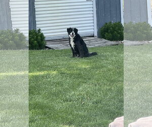 Border Collie-Unknown Mix Dogs for adoption in Highland, IL, USA