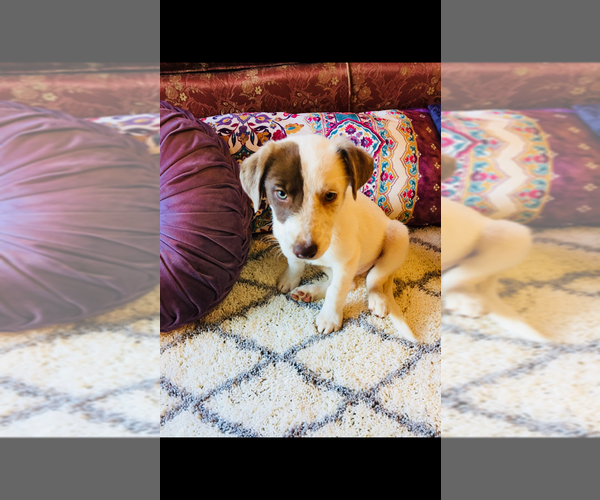 Medium Photo #10 Border-Aussie Puppy For Sale in CHOCTAW, OK, USA