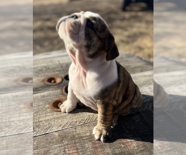 Medium Photo #2 Bulldog Puppy For Sale in LIBERTY, MO, USA