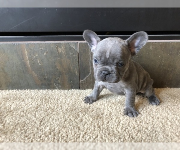 Medium Photo #5 French Bulldog Puppy For Sale in CO SPGS, CO, USA