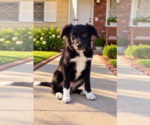 Border Collie Dogs for adoption in Menifee, CA, USA
