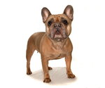 Small #2 French Bulldog Mix