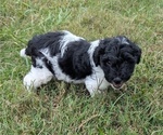 Puppy OPIE Doodle-Poodle (Miniature) Mix