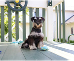 Small #4 Schnauzer (Miniature)