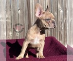 Small Photo #13 French Bulldog Puppy For Sale in BRYAN, TX, USA