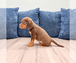 Small #4 Beaglier