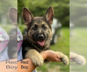 German Shepherd Dog Puppy for sale in RICHLAND, IN, USA