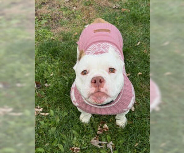 Medium Photo #6 Bulldog-Unknown Mix Puppy For Sale in Crete, IL, USA
