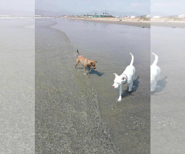 Medium Photo #3 Mutt Puppy For Sale in San Diego, CA, USA