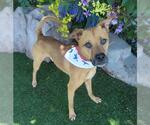 Small #1 Boxer Mix