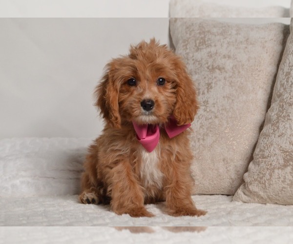 Medium Photo #6 Cavapoo Puppy For Sale in CHRISTIANA, PA, USA