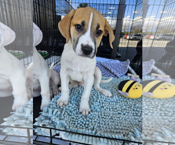 Medium Photo #3 American Bulldog-Beagle Mix Puppy For Sale in Brooksville, FL, USA