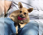 Small #1 French Bullhuahua