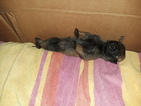 Small Photo #3 Belgian Malinois-Dutch Shepherd Dog Mix Puppy For Sale in CUTLER BAY, FL, USA