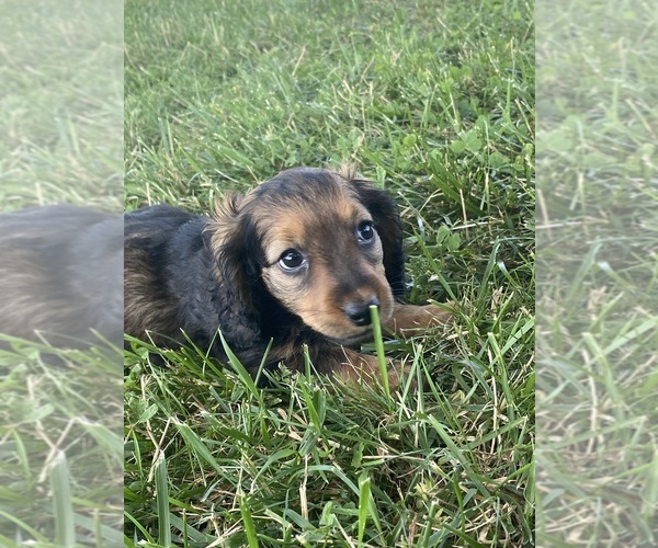 Medium Photo #3 Dachshund Puppy For Sale in CANOGA, NY, USA