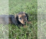 Small #2 Dachshund