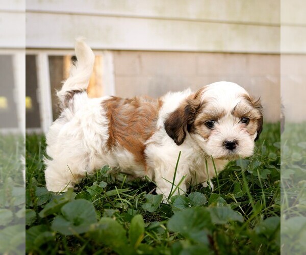 Medium Photo #2 Zuchon Puppy For Sale in ARTHUR, IL, USA