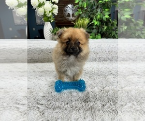 Pomeranian Puppy for sale in GREENFIELD, IN, USA