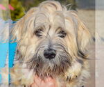 Small #4 Lhasa Apso-Wheaten Terrier Mix