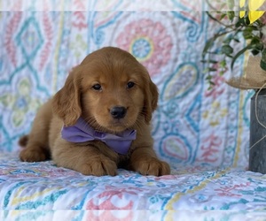 Goldendoodle (Miniature) Puppy for sale in LANCASTER, PA, USA