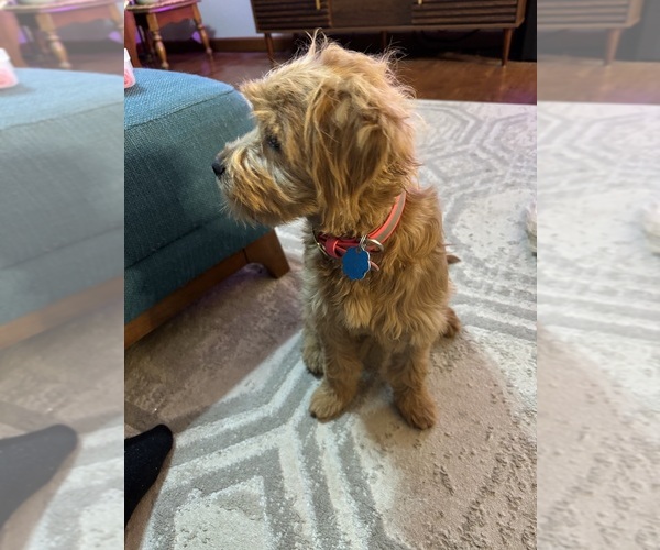 Medium Photo #6 French Bulldog-Poodle (Miniature) Mix Puppy For Sale in BERLIN, MD, USA