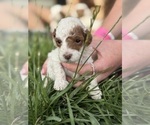 Small #2 Goldendoodle (Miniature)