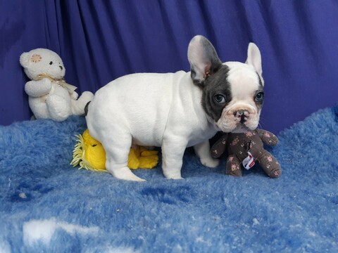 Medium Photo #5 French Bulldog Puppy For Sale in PHILA, PA, USA
