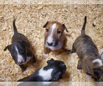 Small Photo #19 Bull Terrier Puppy For Sale in BUCKLIN, KS, USA