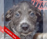 Small Mutt