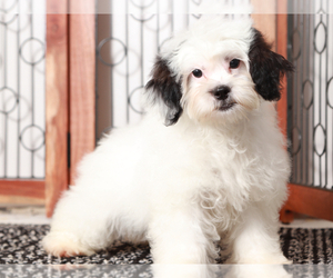 ShihPoo Puppy for sale in NAPLES, FL, USA