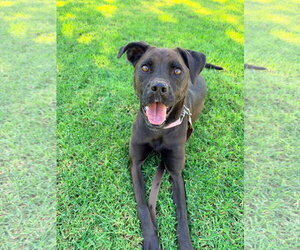 Winnie - Female Boxador Dog for Adoption - Photo #6