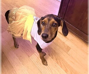 Doxle Dogs for adoption in Germantown, OH, USA
