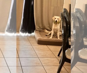 English Cream Golden Retriever Puppy for sale in STOCKTON, CA, USA