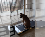 Small #17 American Staffordshire Terrier-Boxer Mix