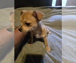 Small #4 Taco Terrier