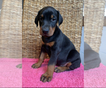 Small Photo #2 Doberman Pinscher Puppy For Sale in BETHANY, CT, USA