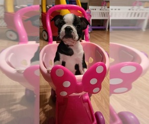 Boston Terrier Puppy for sale in JUDSONIA, AR, USA