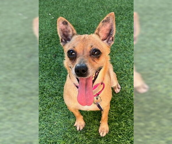 Medium Photo #3 Chihuahua Puppy For Sale in Fremont, CA, USA