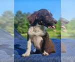 Small #1 Australian Shepherd-Chihuahua Mix