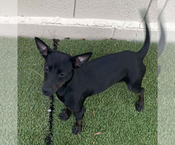 Medium Photo #3 Chihuahua-Unknown Mix Puppy For Sale in Tempe , AZ, USA